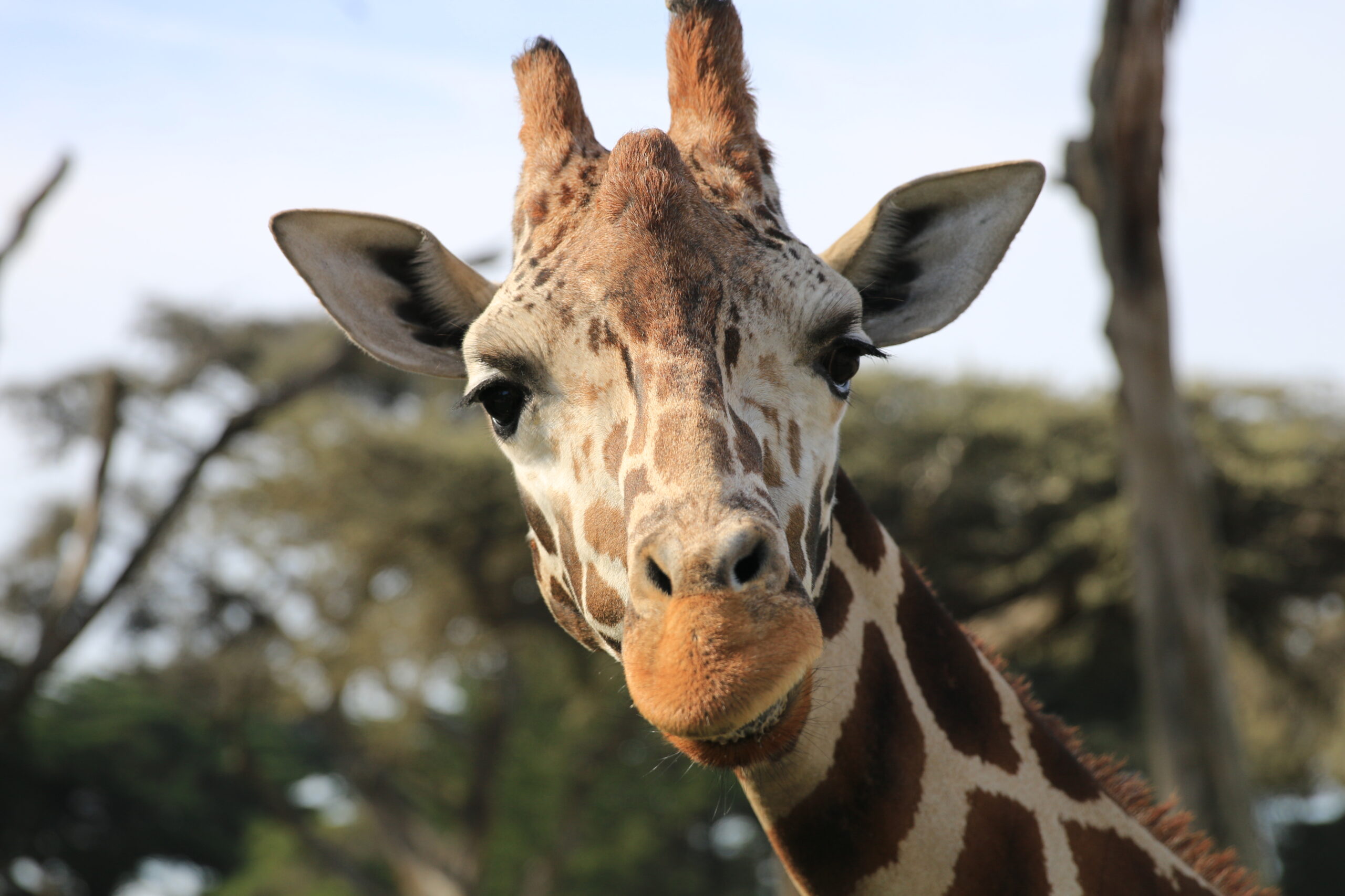 Day 828: February 10, 2026